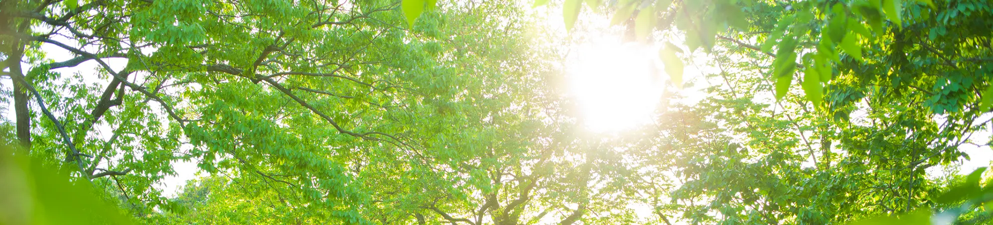 Sunlight through green trees representing growth and trust